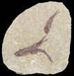 Fossil Fish (Knightia) Multiple Plate - Wyoming #53917-1